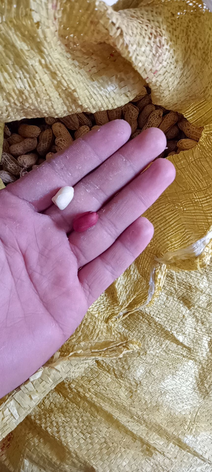 鲜花生 察隅生花生