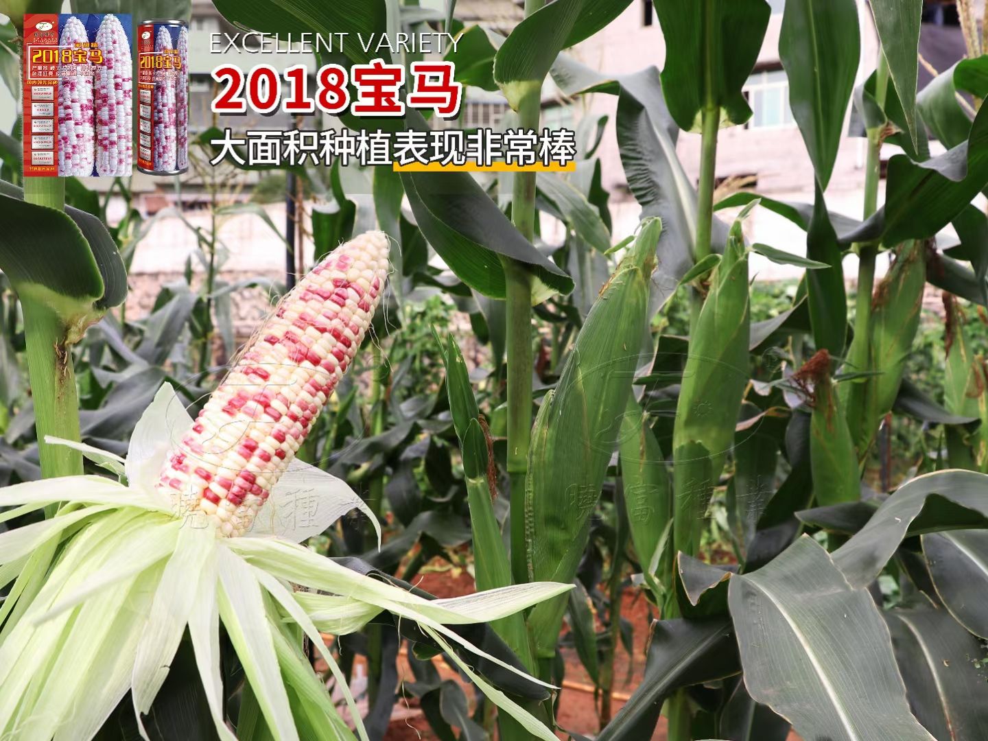 宝马937、钱多多9号彩甜糯玉米种子，产量高口感好，品质好