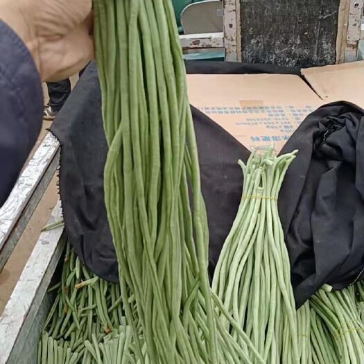 石家庄长豇豆 长豆角大量现货，有需要的老板可以联系我