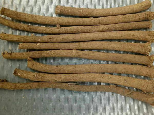 固阳县白皮芪 黄芪