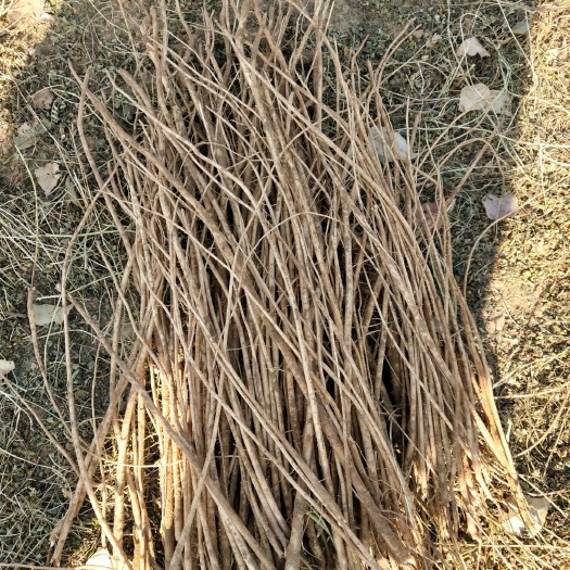 喀喇沁旗 供应内蒙赤峰地产黄芪种苗