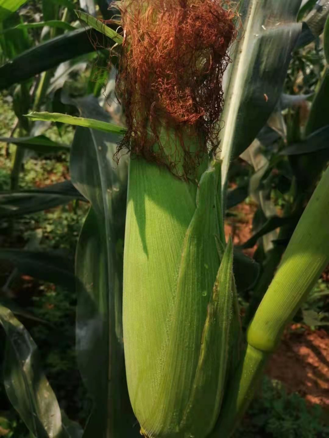 河南万糯2000，白糯玉米大量上市，产地直供，质量保证