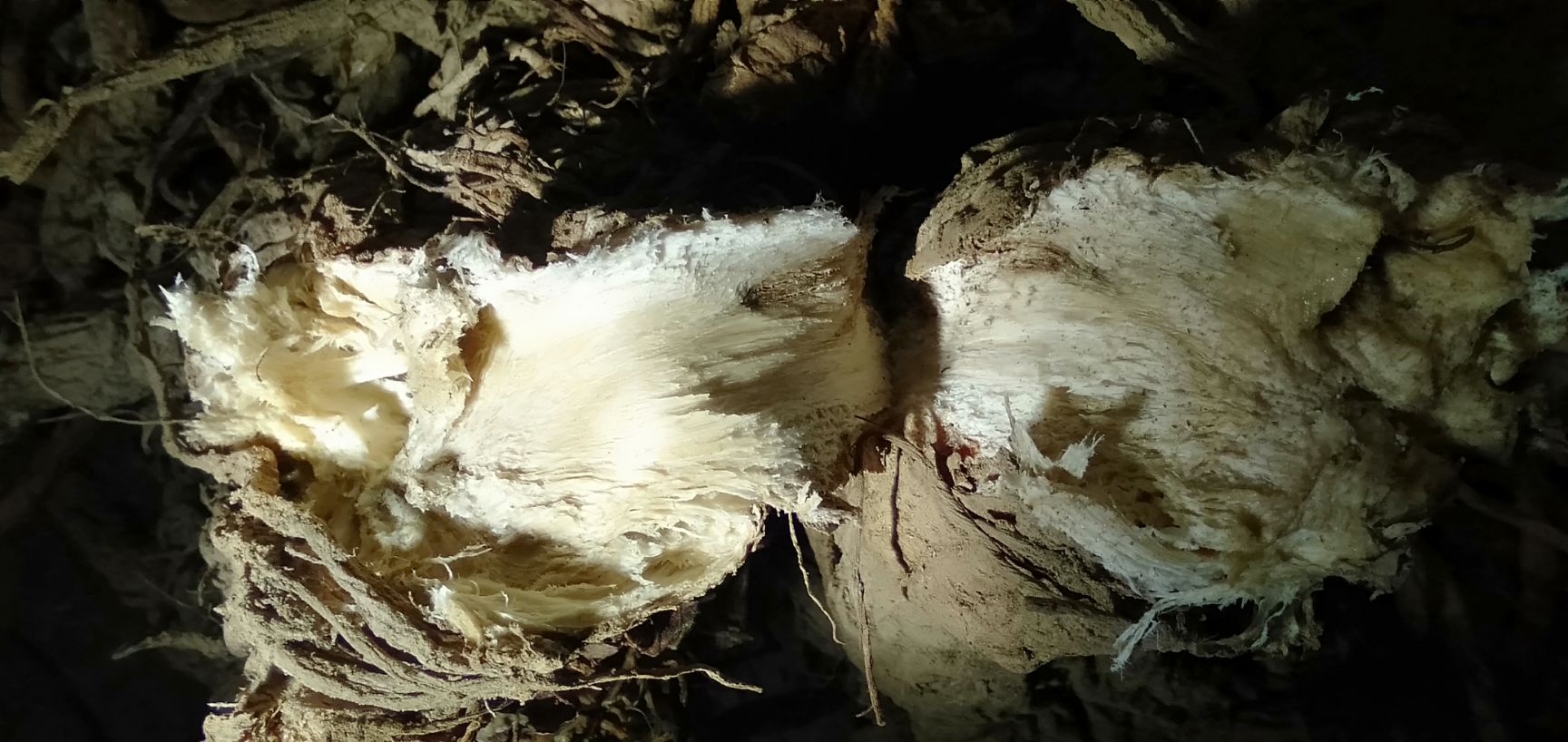 鄂西高含量独活大 量供应！货真价实。