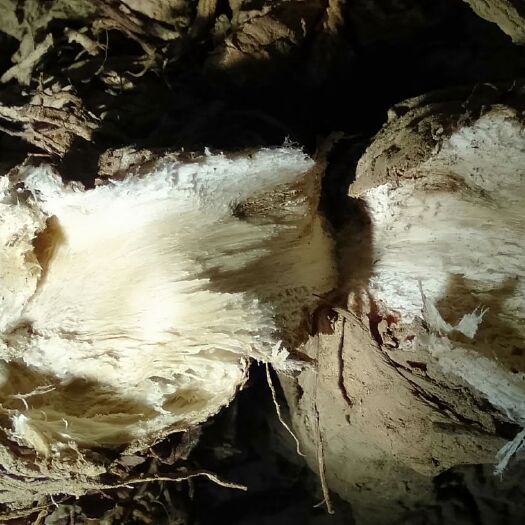 五峰县鄂西高含量独活大 量供应！货真价实。