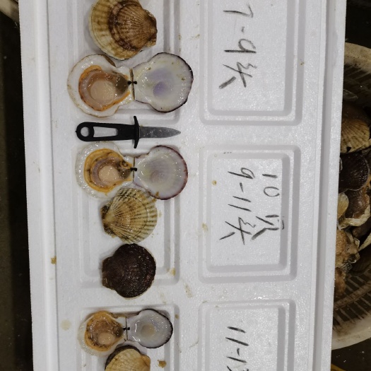 大连虾夷扇贝  一零贝  夏夷贝