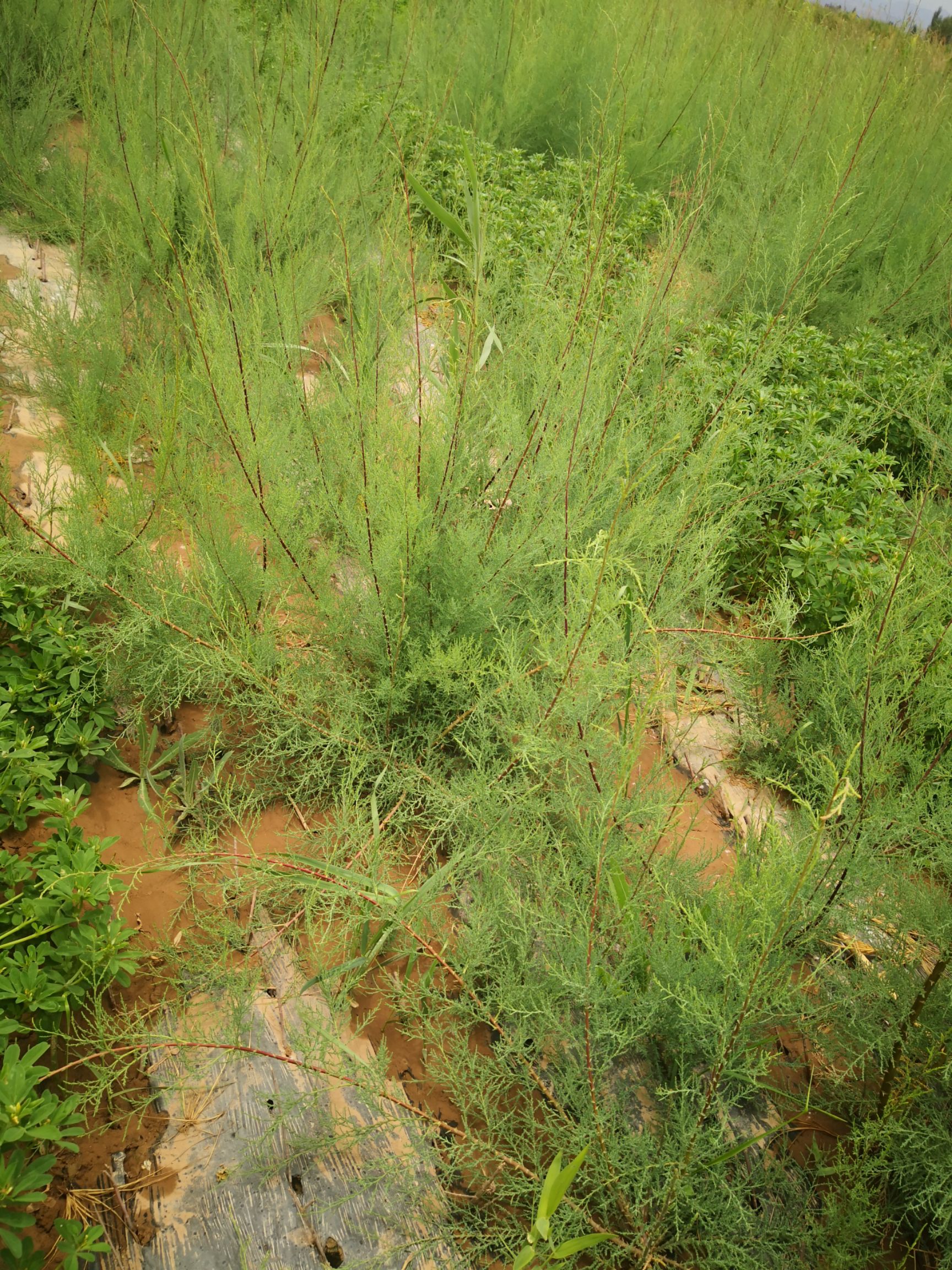 红柳