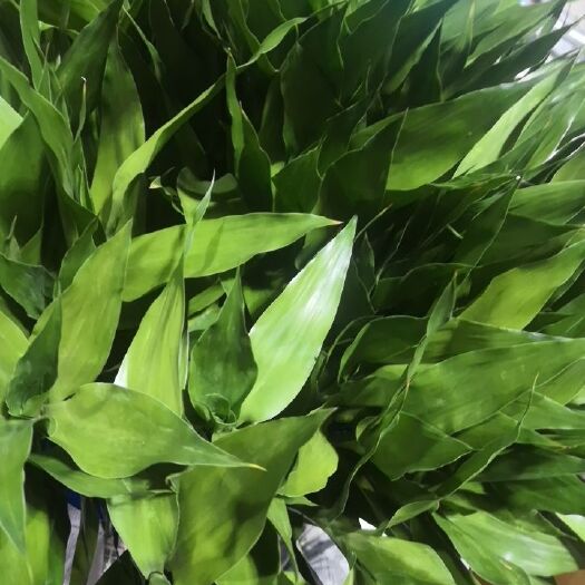 新沂市 中竹，富贵竹
