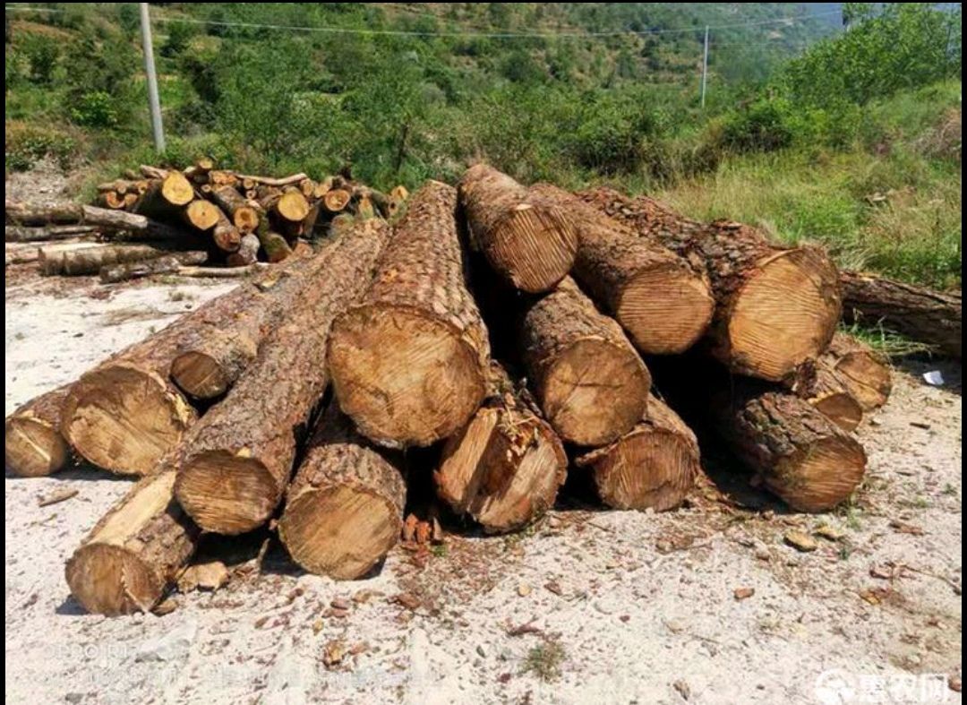 云南普洱景谷县思茅松原木，板材方料，接受预订中，量大价格便宜