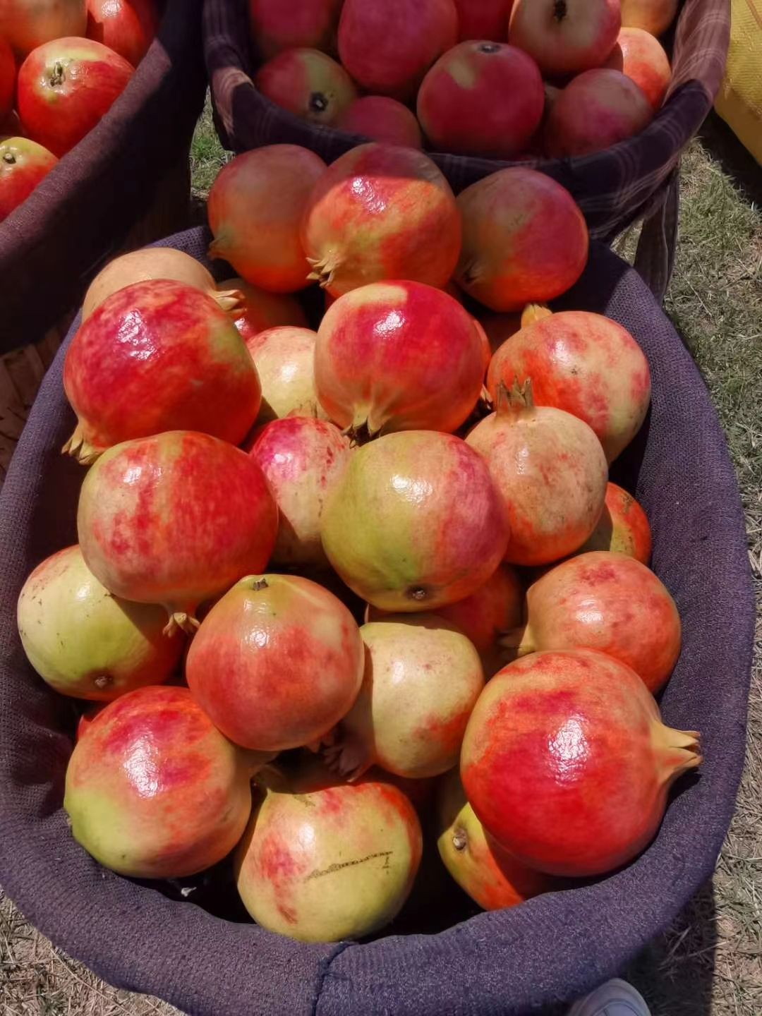 石榴突尼斯软籽石榴会理软籽石榴