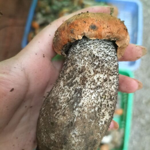 康定市牛肝菌