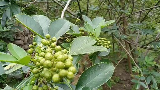 永善县青花椒 花椒
