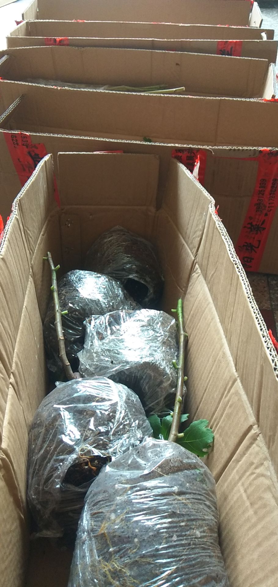 芭劳奈无花果苗  无花果芭劳奈，果大丰产