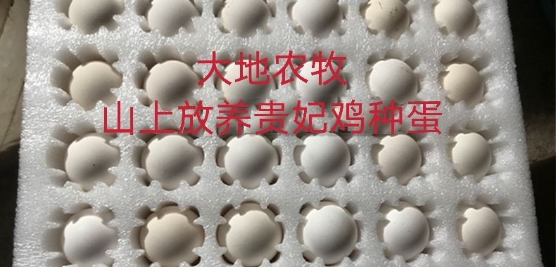 修水县纯种散养贵妃鸡种蛋