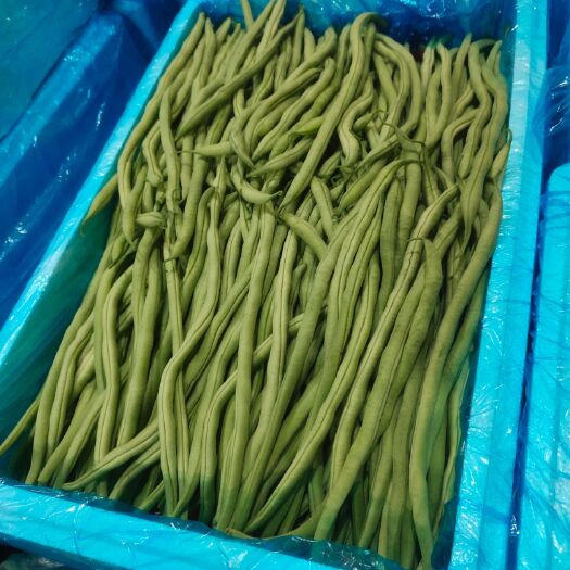 武山县架豆王豆角  甘肃天水豆王大量上市 精品架豆王  无筋豆