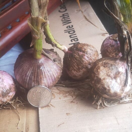 辽宁海城独头蒜，