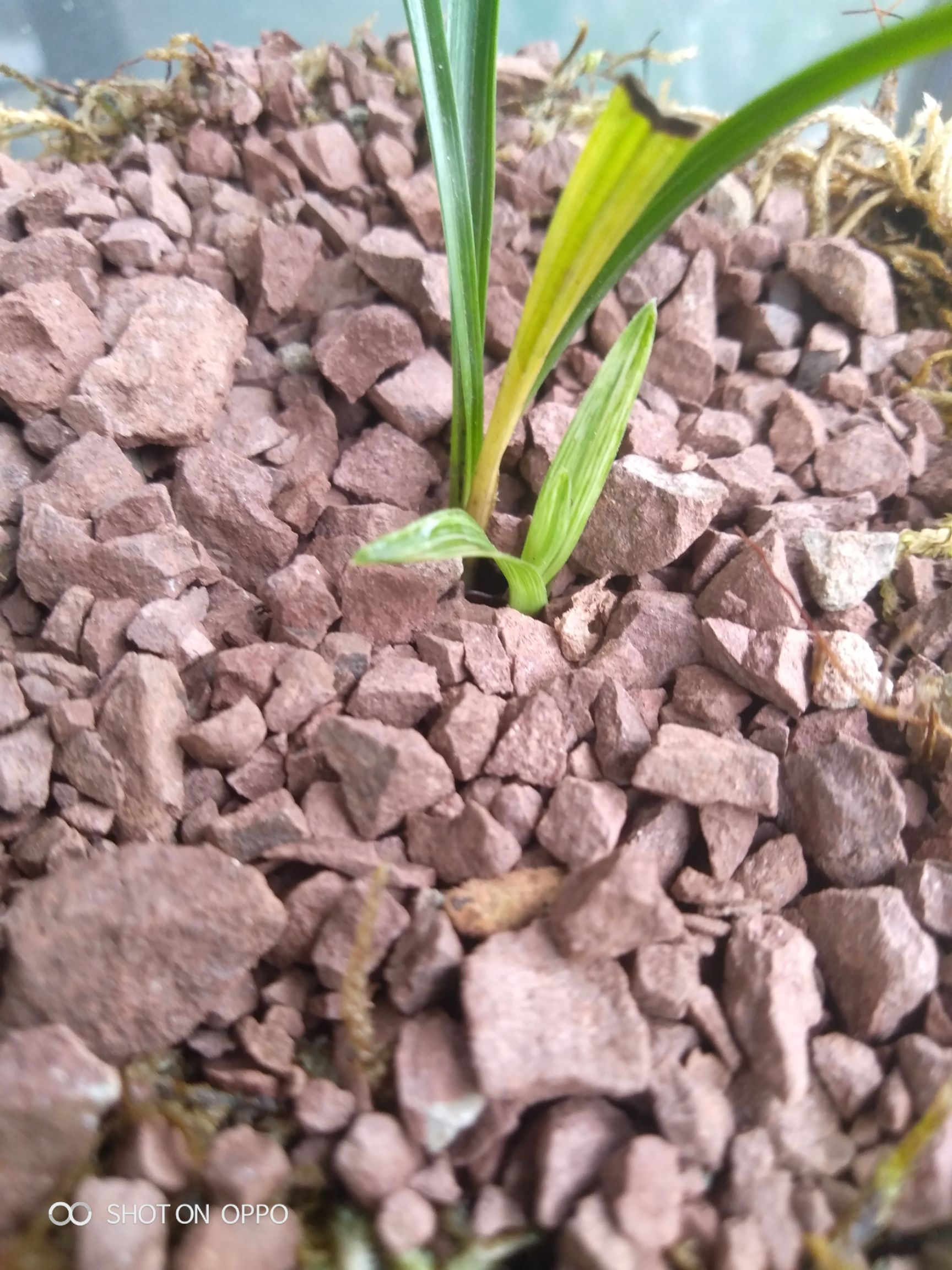  春兰水晶中透丝