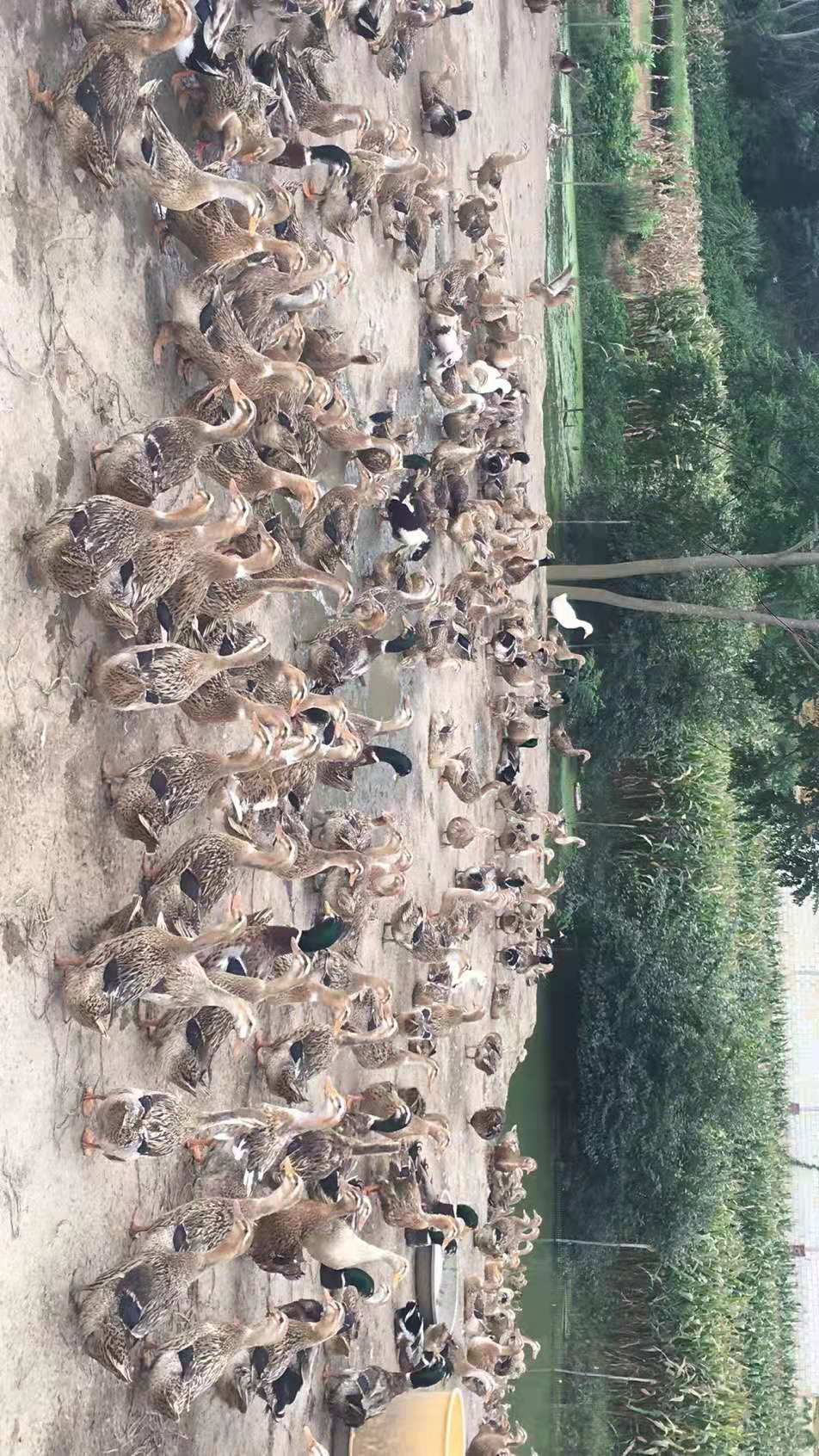 淘汰麻鸭，一级毛衣，480天，均重5.67斤，健康鸭