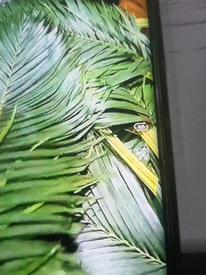 散尾葵 中散，散尾叶
