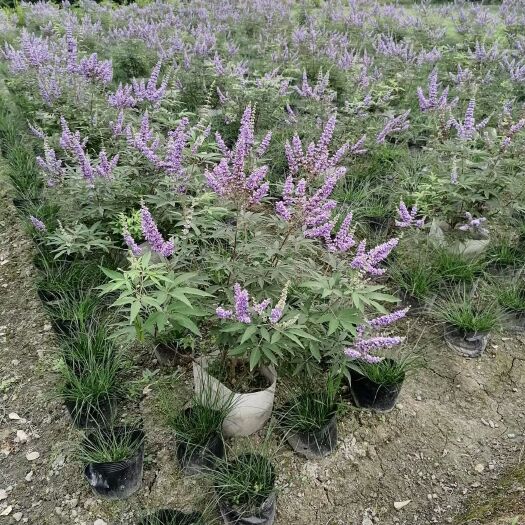 成都穗花牡荆，天蓝鼠尾草，凤凰绿苔草，小兔子蓝尾草，细叶芒