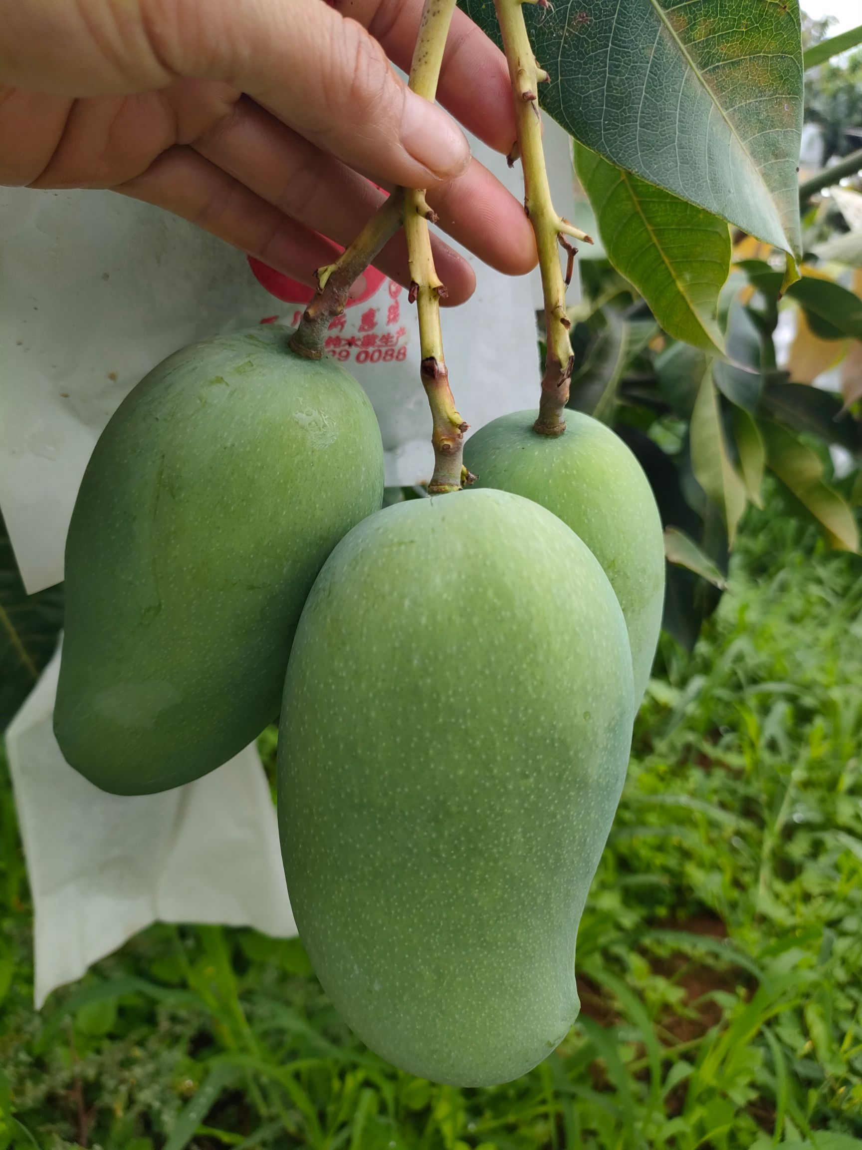 香芒  核薄纯甜度高，香气浓郁，让人闻香就容易流口水，20度
