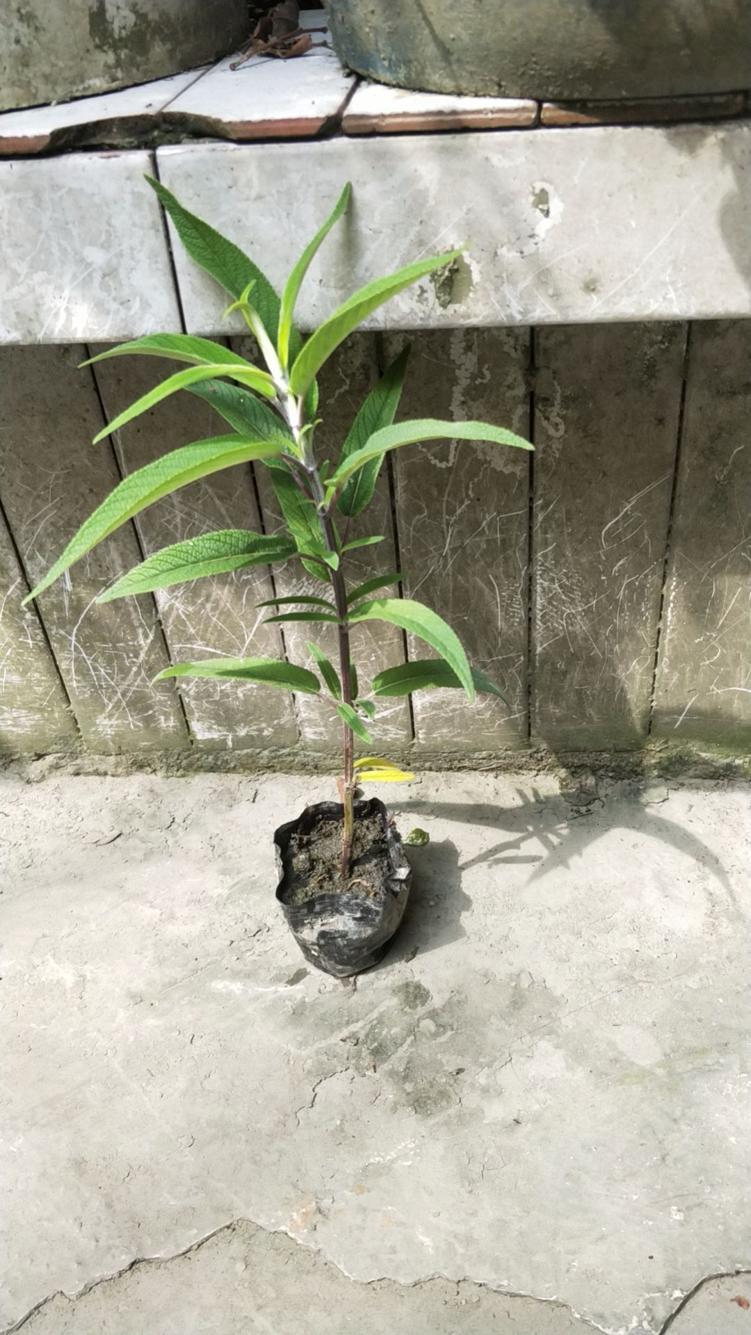 穗花牡荆，天蓝鼠尾草，凤凰绿苔草，小兔子蓝尾草，细叶芒