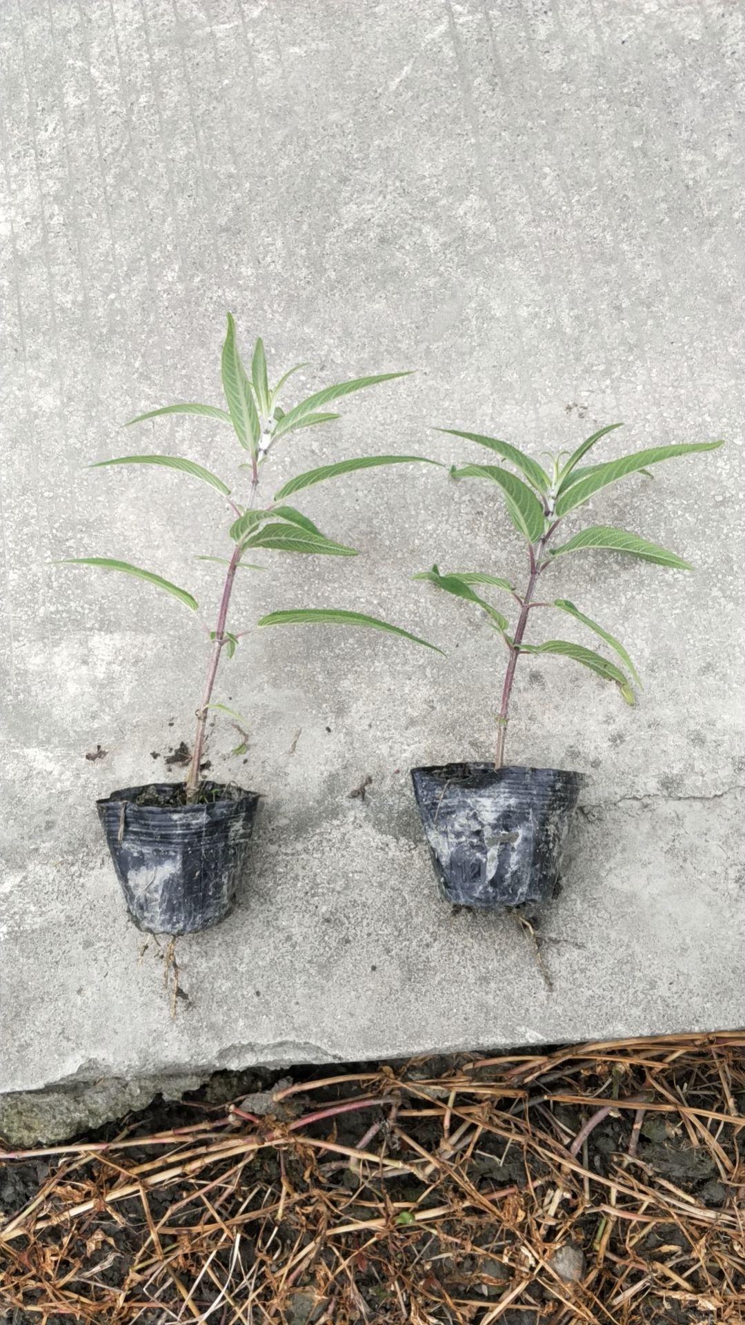 穗花牡荆，天蓝鼠尾草，凤凰绿苔草，小兔子蓝尾草，细叶芒