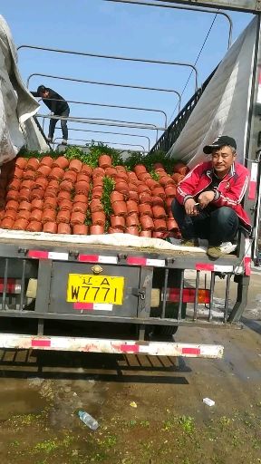 红花蔷薇  量大优惠，产地自产自销蔷薇花，粉色红花开大花，大