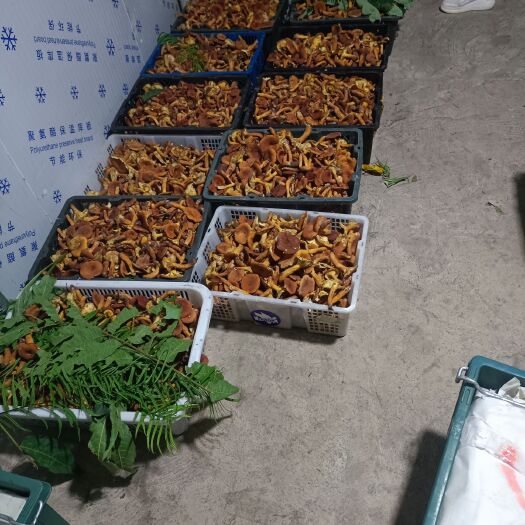 景谷县美味牛肝菌  牛肝菌
