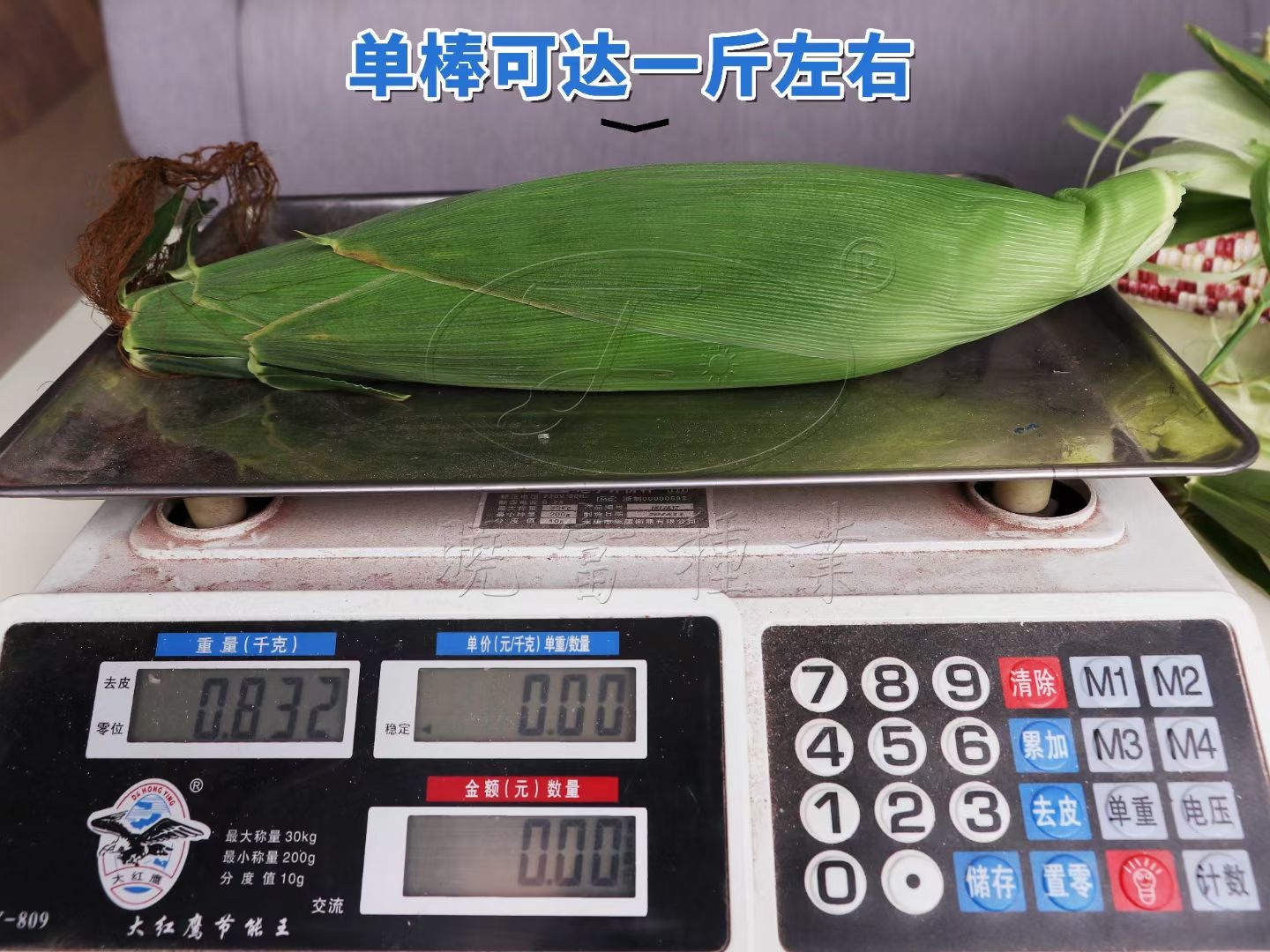 宝马937、钱多多9号彩甜糯玉米种子，产量高口感好，品质好