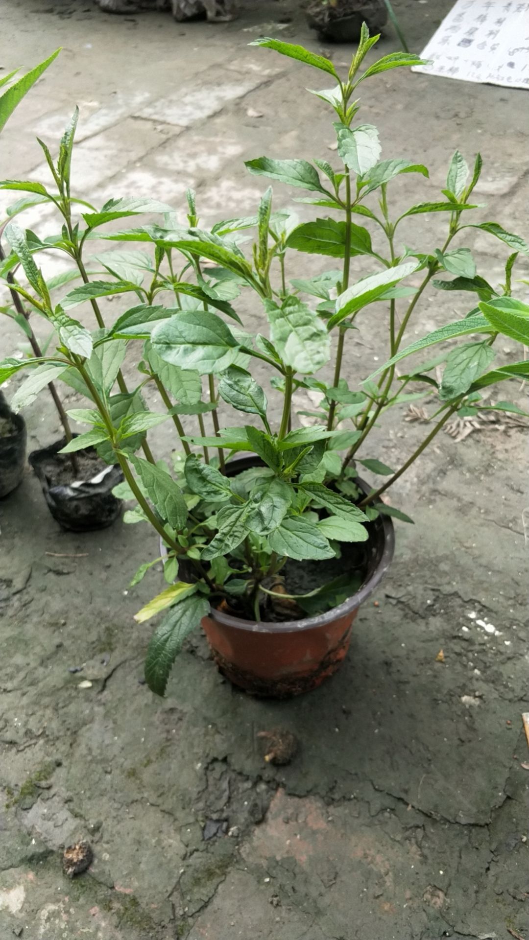 穗花牡荆，天蓝鼠尾草，凤凰绿苔草，小兔子蓝尾草，细叶芒