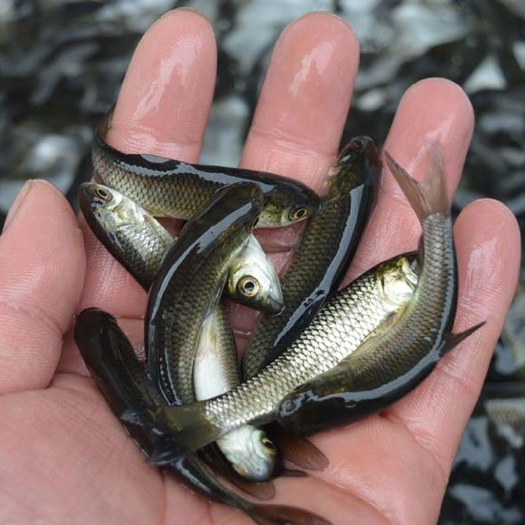 草魚苗，產(chǎn)地直發(fā)，歡迎訂購