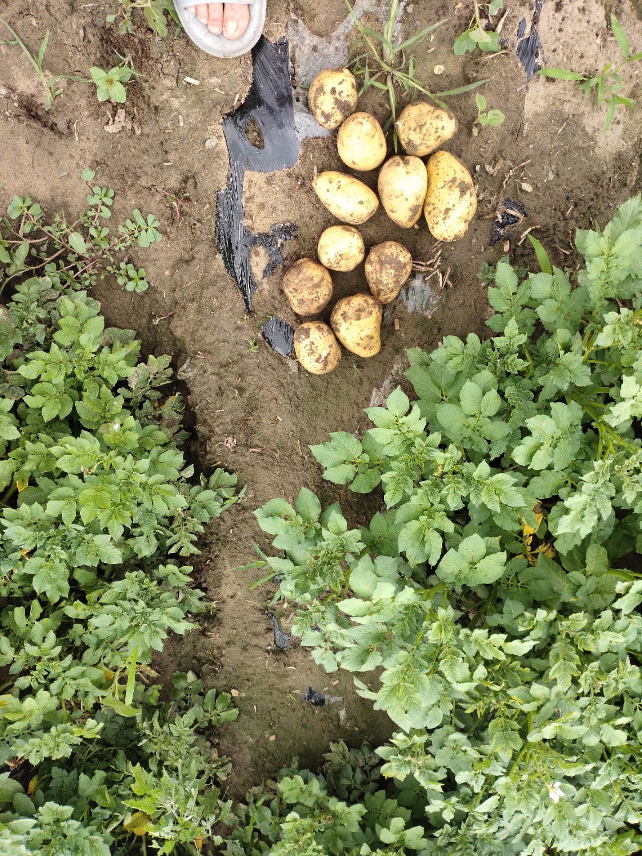 黄心土豆  自己种的土豆，50亩马上开挖