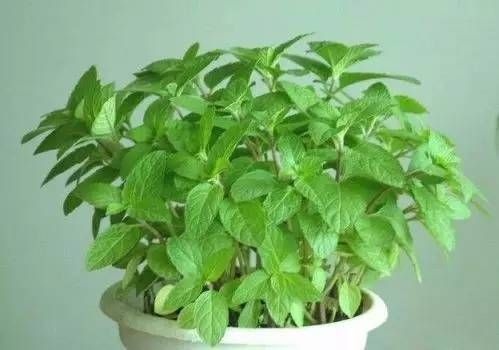 四平薄荷苗