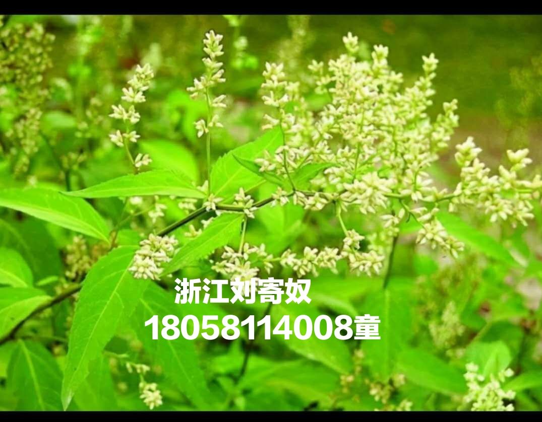 中药材刘寄奴