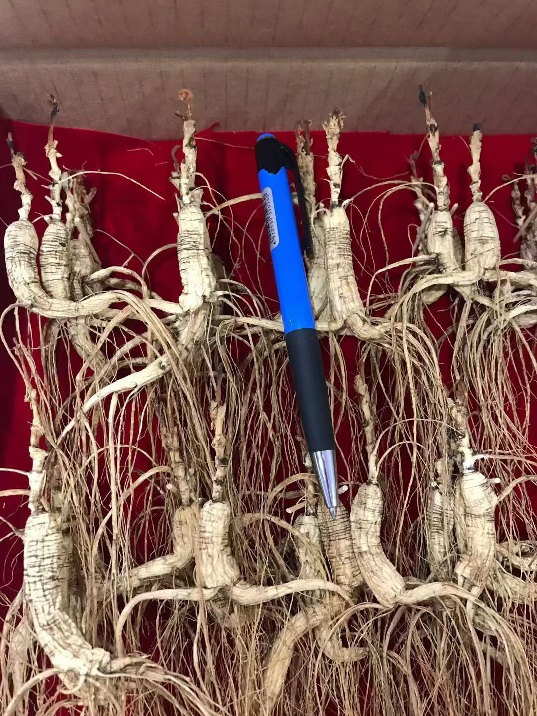 林下参移山参20年林下干参