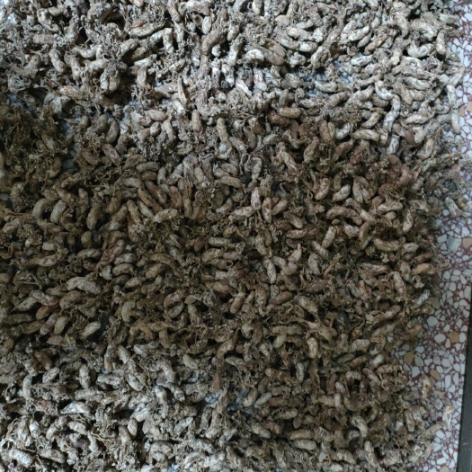 益阳金蝉花大量供应