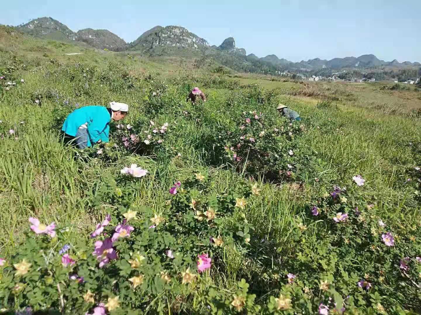 两升刺梨汁 原汁
