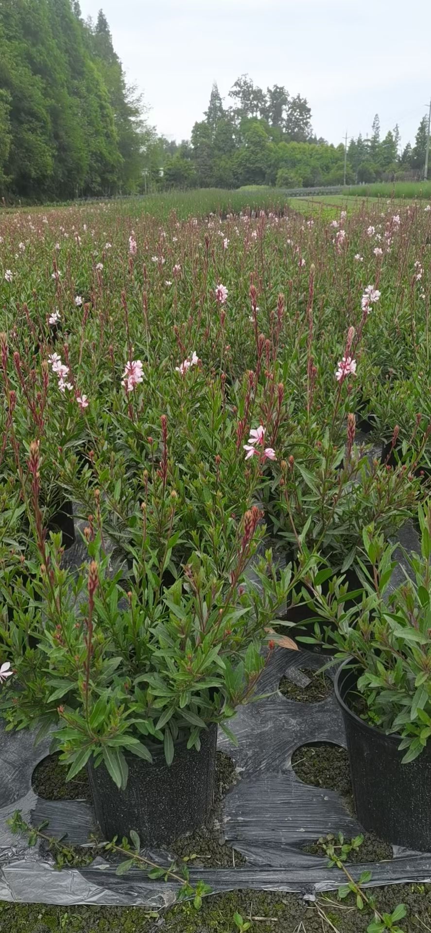 穗花牡荆，天蓝鼠尾草，凤凰绿苔草，小兔子蓝尾草，细叶芒