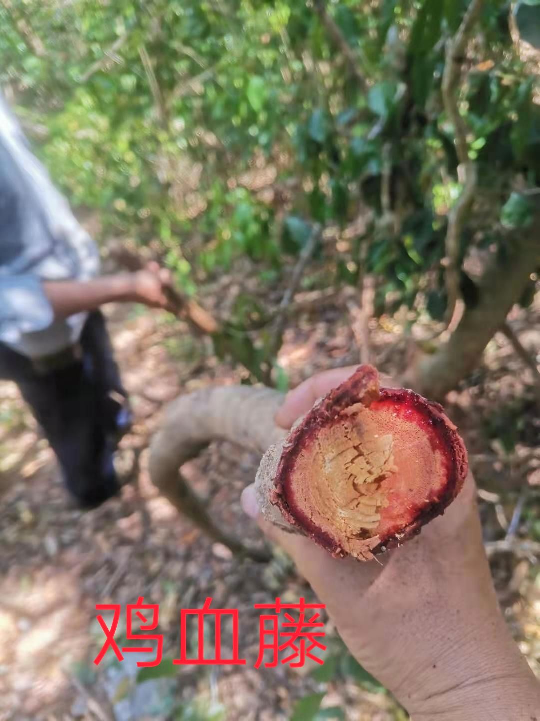 纯正山里鸡血藤
