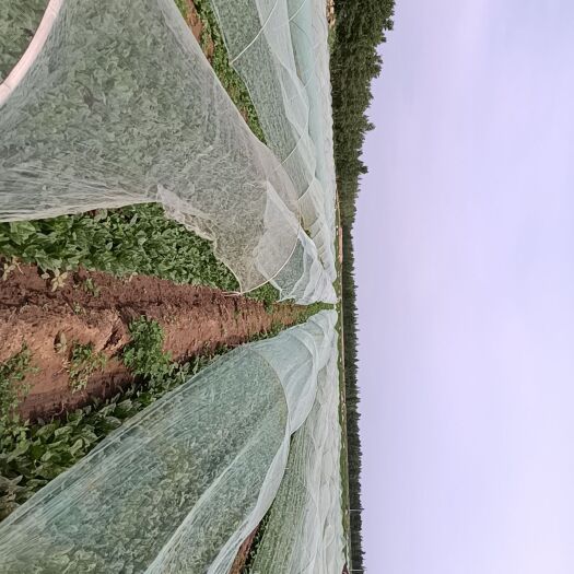 兴和县大叶菠菜 绿叶菠菜