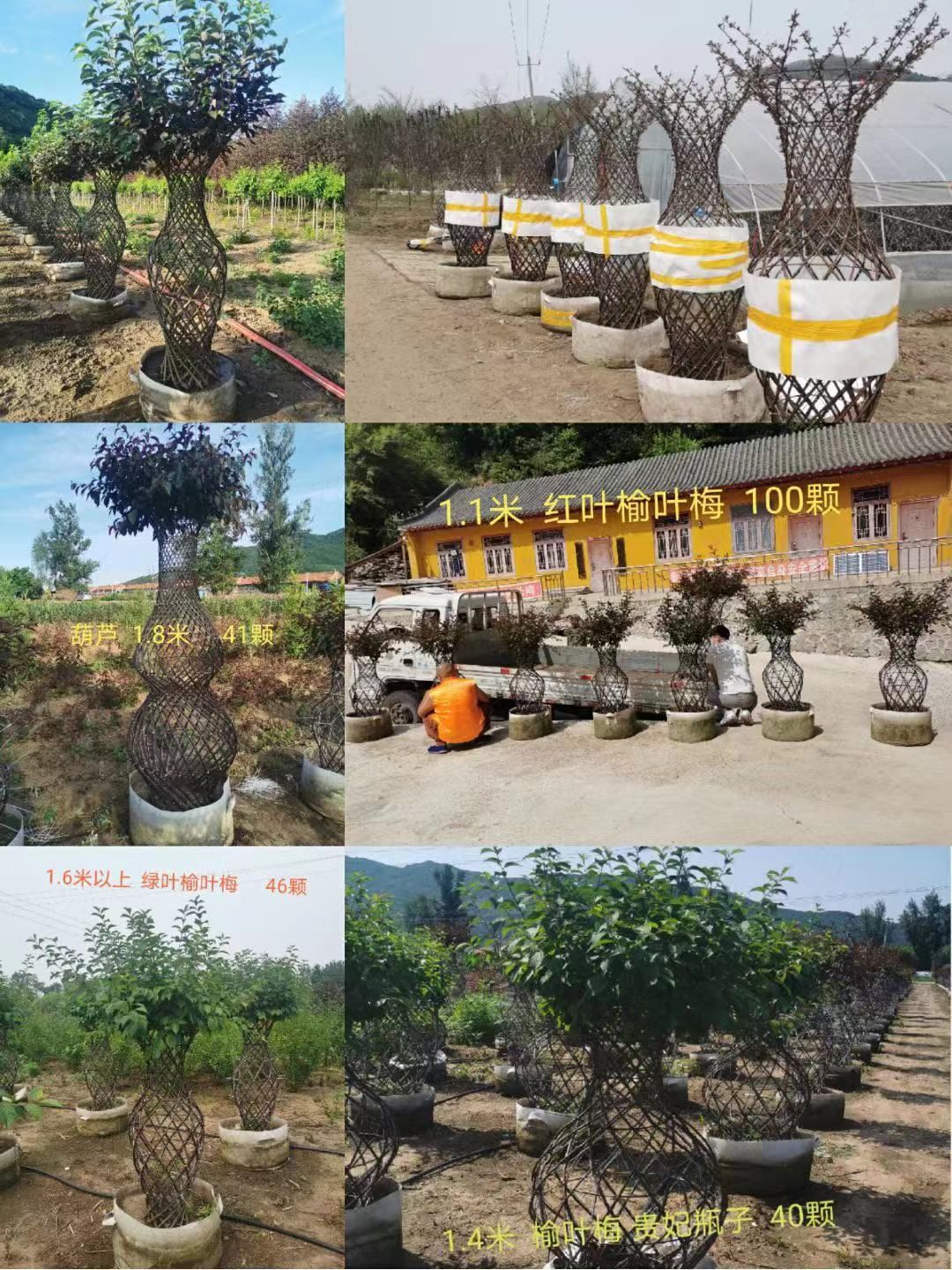 紫叶稠李花瓶造型 榆叶梅花瓶造型 规格全 东北彩色编织造型树