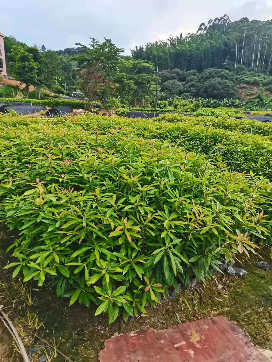 大袋60起木荷苗基地直销批发，有需要的老板请联系，量大有优惠