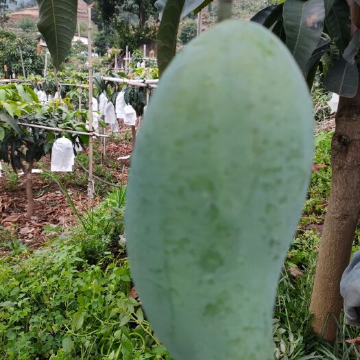 米易县大青芒 攀枝花米易阳光水果，甜度高，果色好看