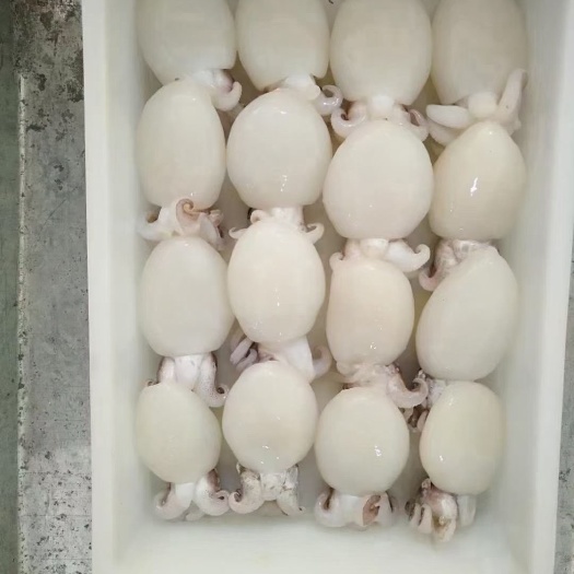 连云港新鲜三去墨鱼仔鲜活冷冻墨鱼仔，目鱼仔