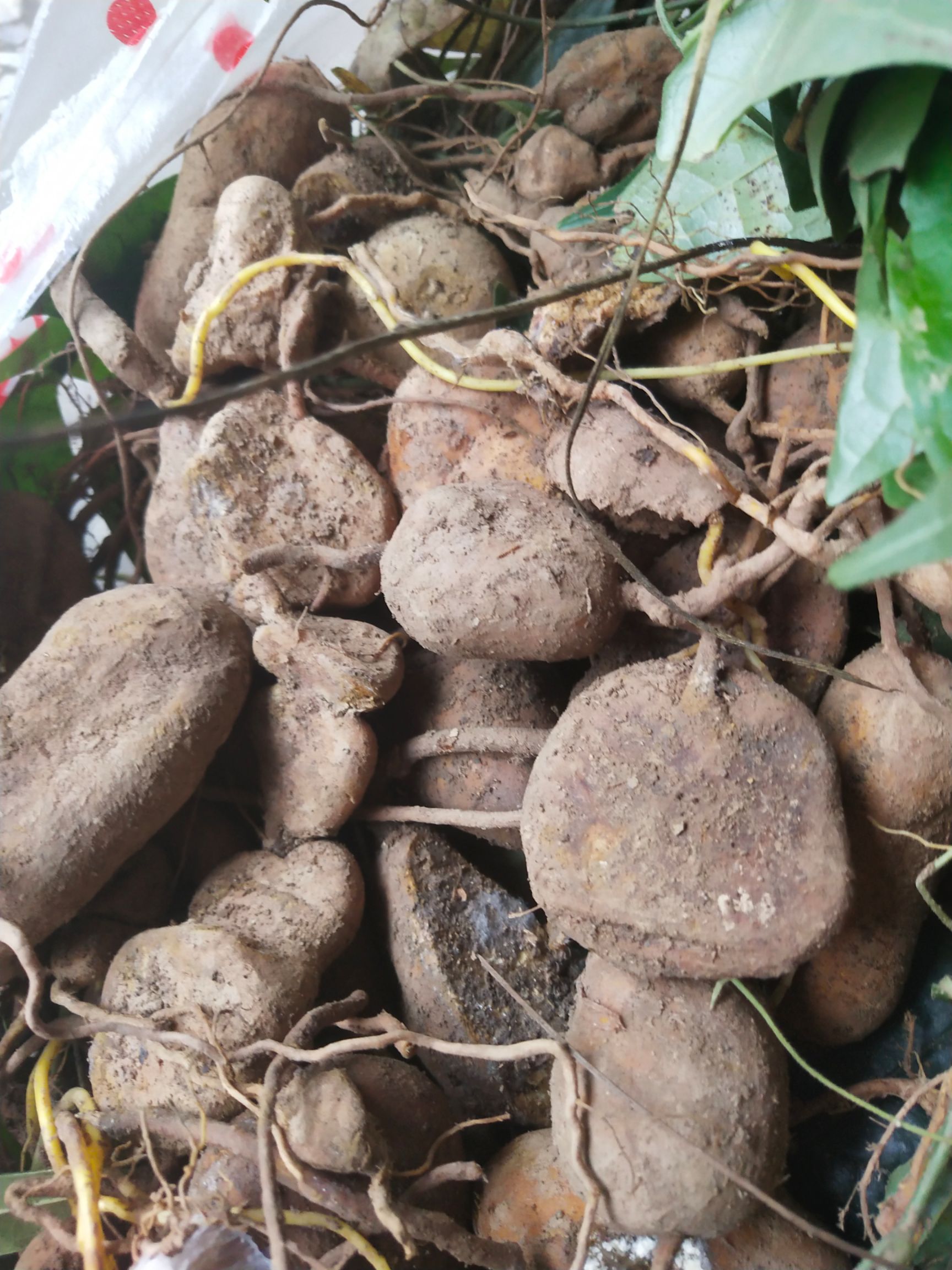 深山林下金果榄地苦胆中药材鲜货与干货都有