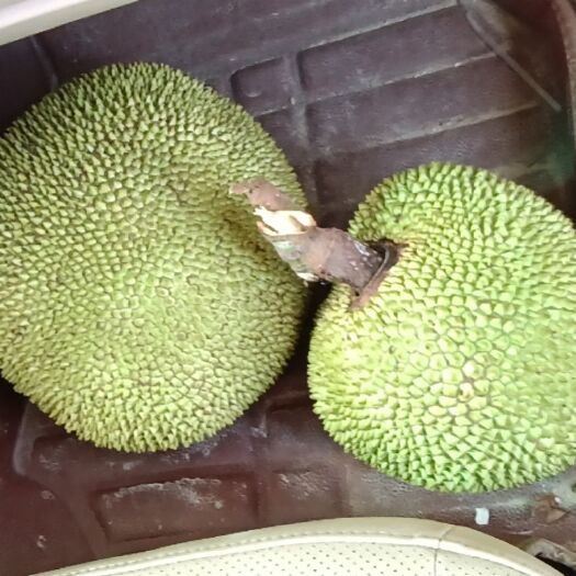 廉江市菠萝蜜