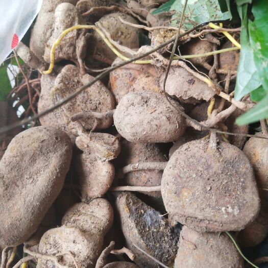 保康县深山林下金果榄地苦胆中药材鲜货与干货都有