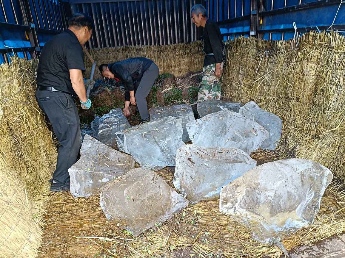 东北紫穗槐基地一手货源价格合理薄利多销买紫穗槐找小丁