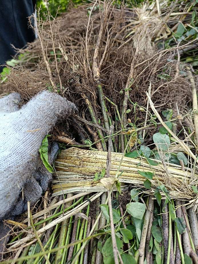 东北紫穗槐基地一手货源价格合理薄利多销买紫穗槐找小丁