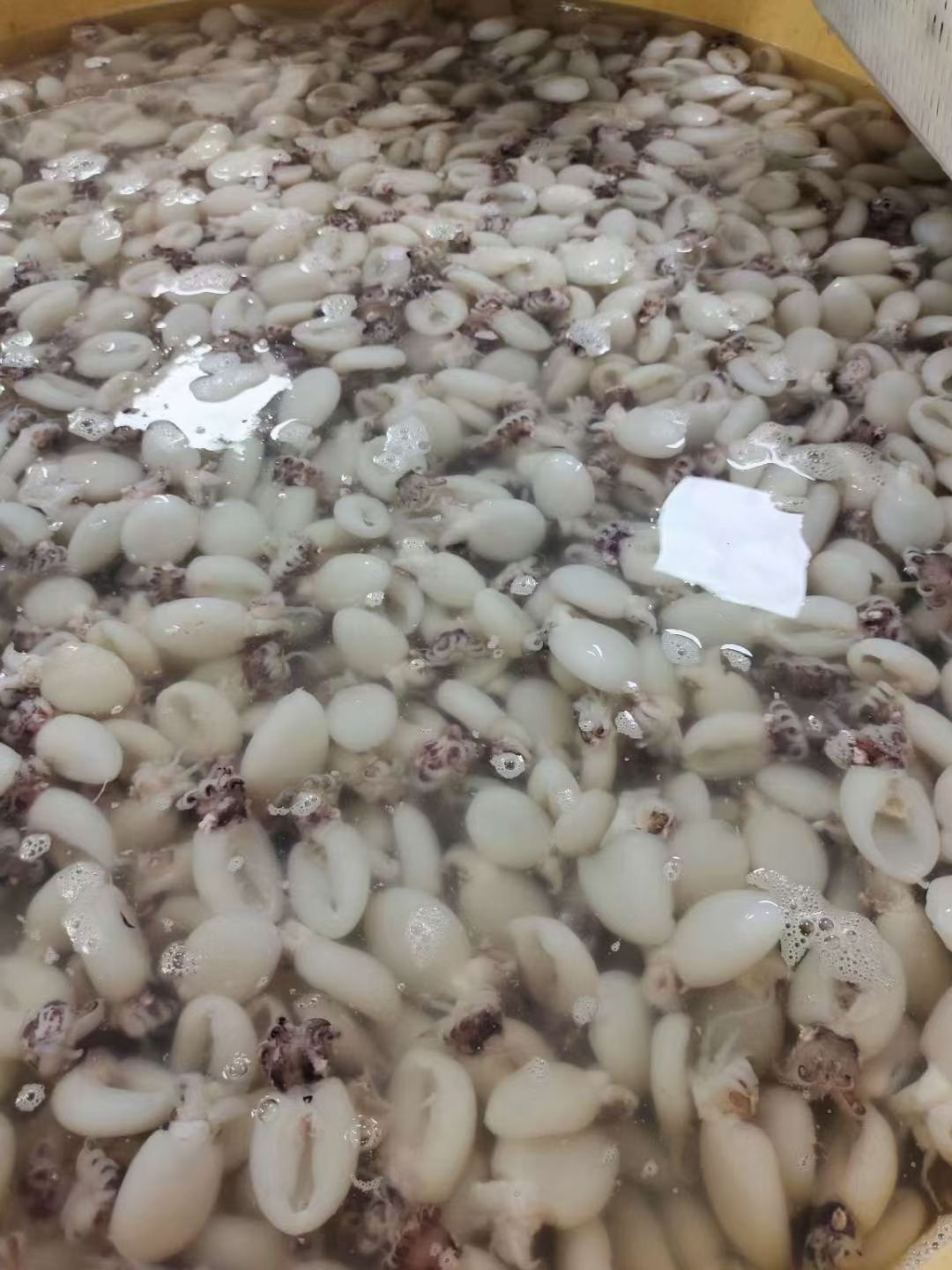 新鲜三去墨鱼仔鲜活冷冻墨鱼仔，目鱼仔